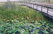 008-Everglades National Park